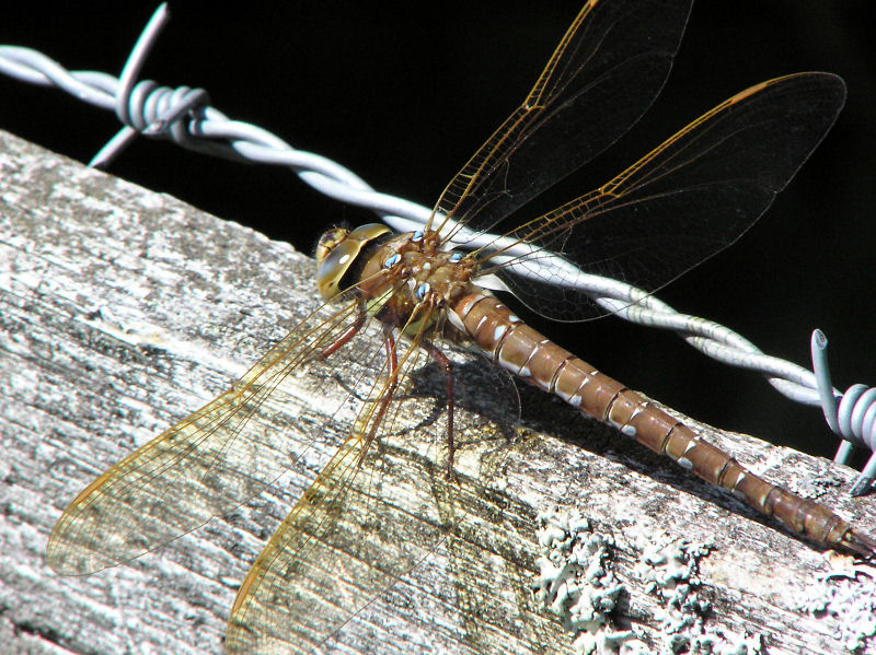 Brun mosaikslnda - Aeshna grandis - Brown Hawker