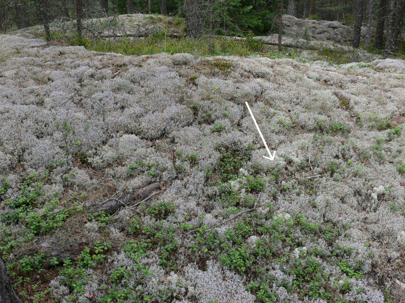 Gulvit renlav - Cladonia arbuscula - Reindeer lichen