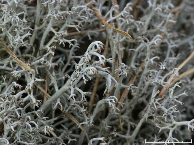 Gr renlav - Cladonia rangiferina - Gray reindeer lichen
