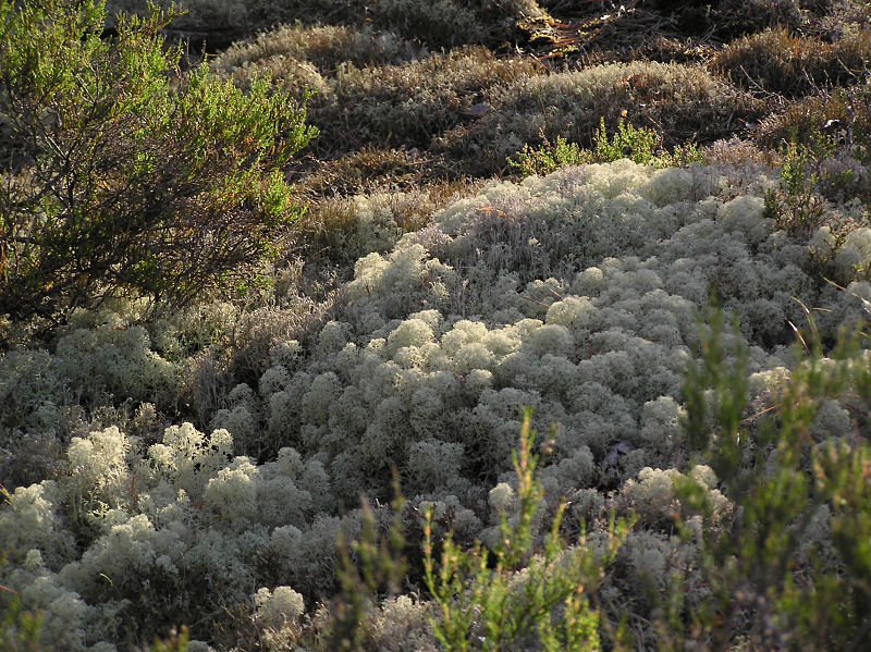 Fnsterlav - Cladonia stellaris - Star-tipped reindeer lichen