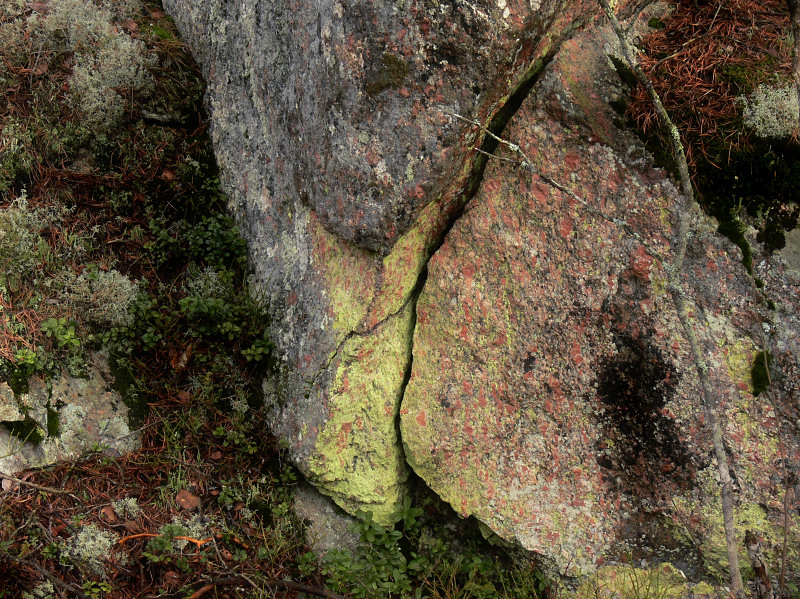 Grnt gulmjl - Chrysothrix chlorina