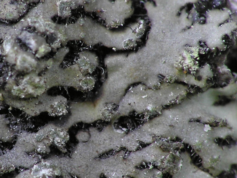 Kranslav - Phaeophyscia orbicularis - Granulated shadow or Mealy shadow lichen