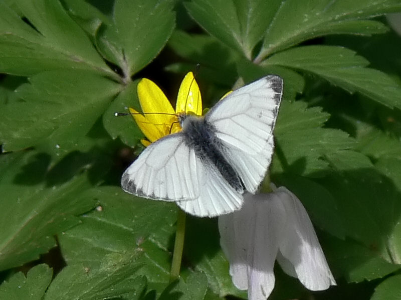 Rapsfjril (hane) - Pieris napi - Green-veined White or Sharp-veined White (male)