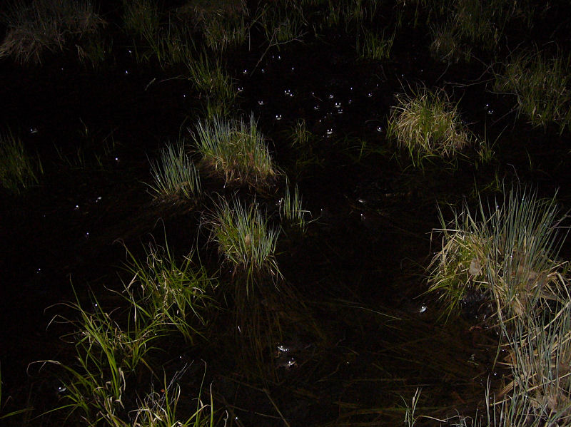 gon av lekande vanlig groda - Eyes of Common Frogs