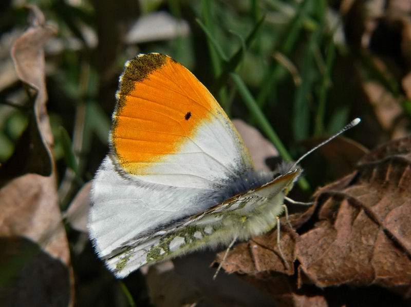 Aurorafjril - Anthocharis cardamines - Orange Tip