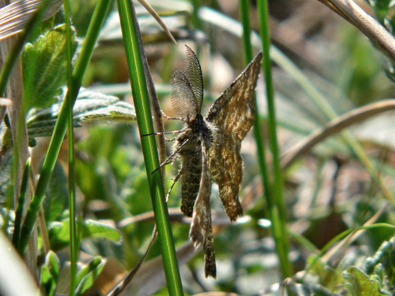 Allmn ngsmtare (hane) - Ematurga atomaria - Common Heath (male)