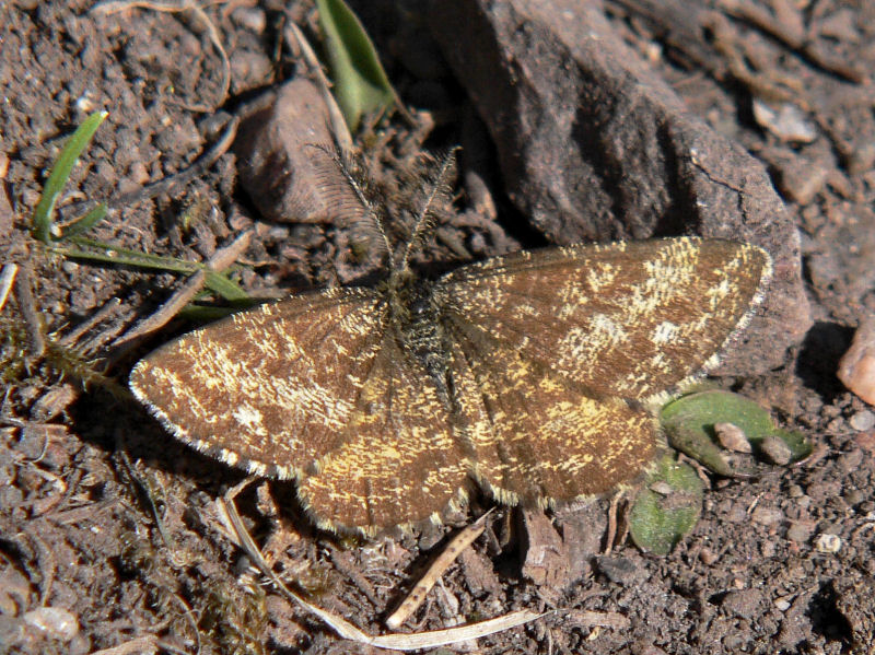 Allmn ngsmtare (hane) - Ematurga atomaria - Common Heath (male)