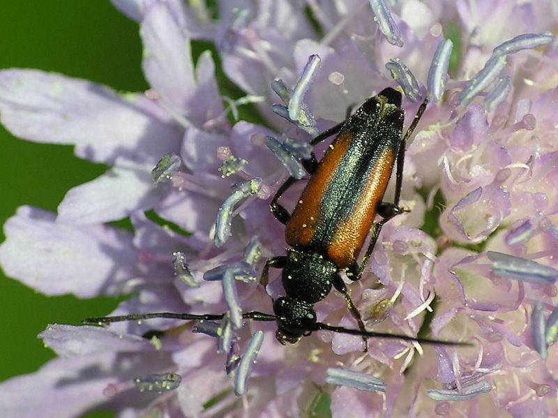 ngsblombock - Stenurella melanura