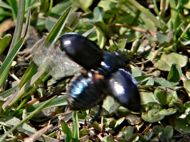 (Skogs?-)Tordyvel - Geotrupes (stercorosus?) - a Dumbledor