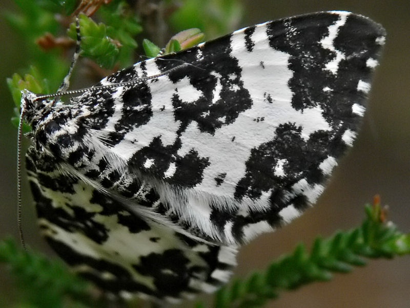 Vitbandad bjrkfltmtare - Rheumaptera hastata - Argent and Sable