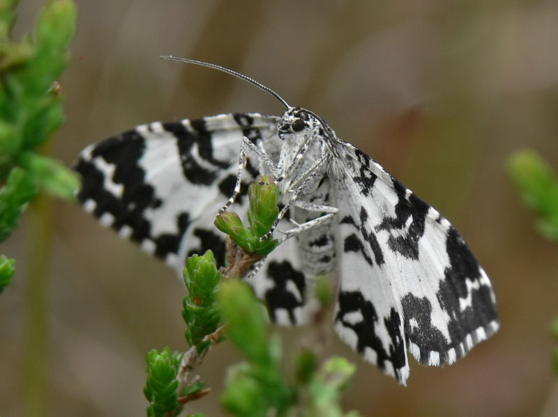 Vitbandad bjrkfltmtare - Rheumaptera hastata - Argent and Sable