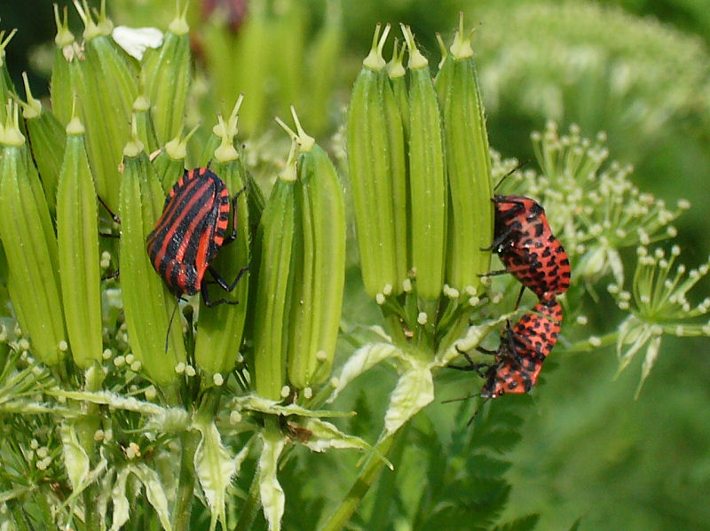 Strimlus - Graphosoma lineatum - Striped Shield Bug