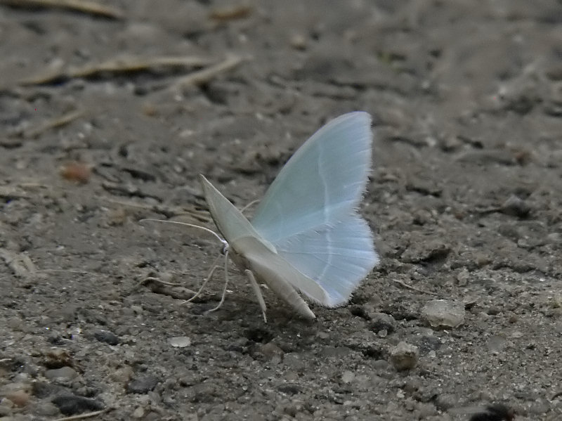 Grnvit lundmtare - Jodis lactearia - Little Emerald