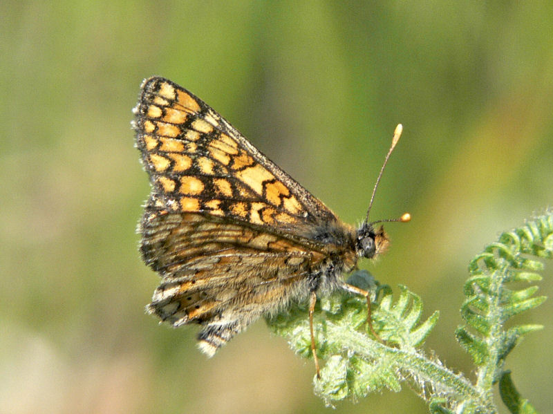 Vddntfjril - Euphydryas aurinia - Marsh Fritillary