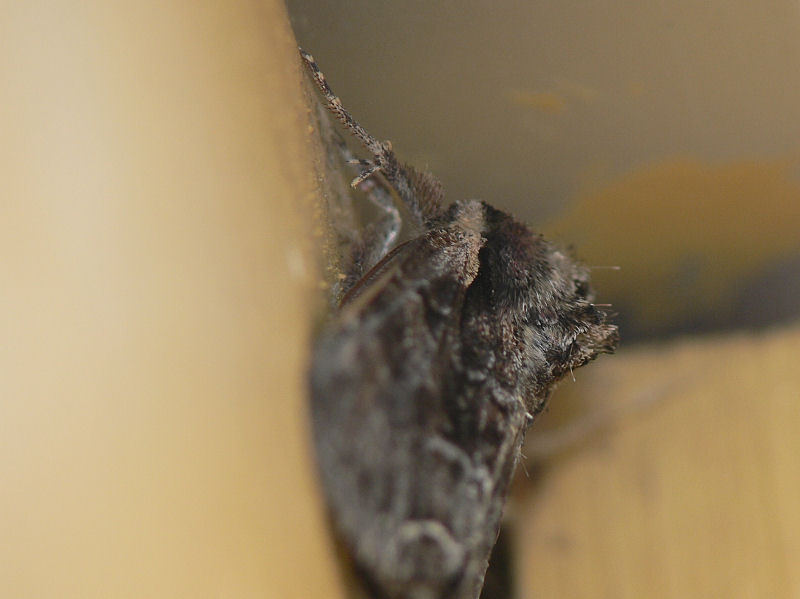 Brunt lundfly - Lacanobia thalassina - Pale-shouldered Brocade