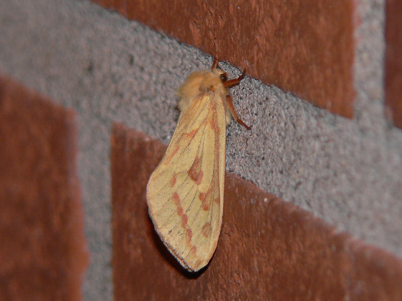 Humlerottare (hona) - Hepialus humuli - Ghost Moth (female)