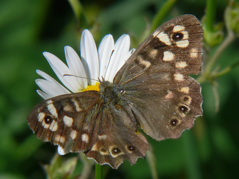 Kvickgrsfjaril - Pararge aegeria - Speckled Wood