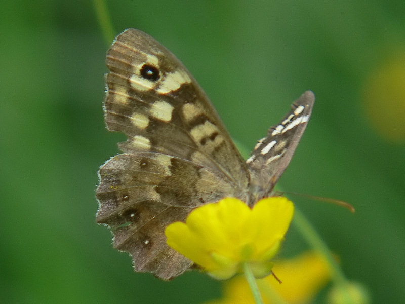 Kvickgrsfjaril - Pararge aegeria - Speckled Wood