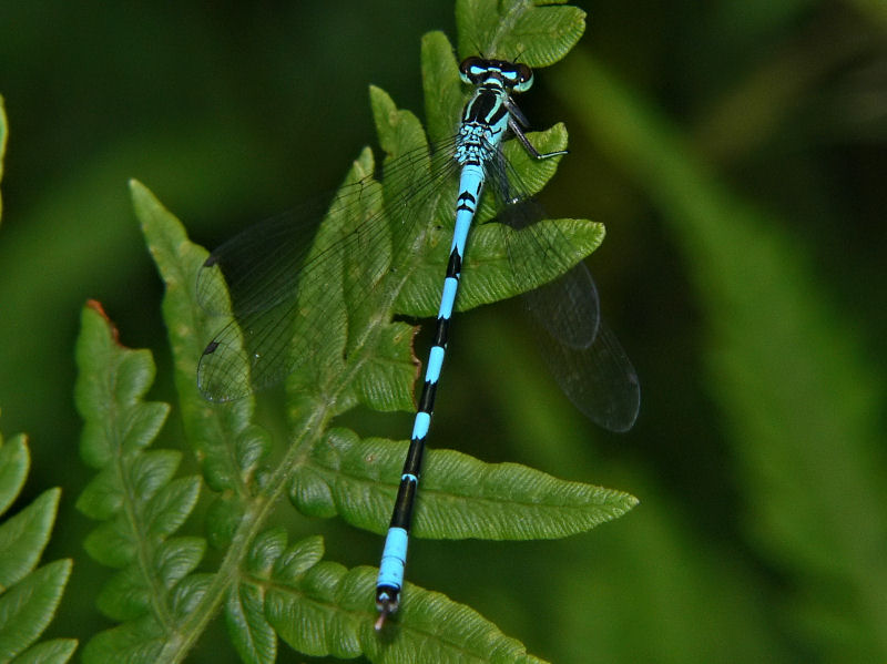 Spjutflickslnda - Coenagrion hastulatum - Spearhead Bluet