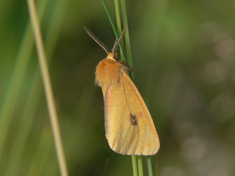 Rdfransad bjrnspinnare (hane) - Diacrisia sannio - Clouded Buff (male)