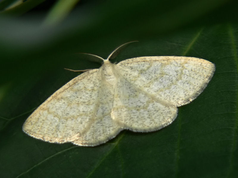 Gulvit streckmtare - Cabera exanthemata - Common Wave