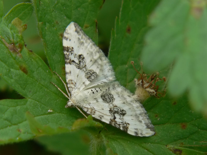 Backfltmtare - Xanthorhoe montanata - Silver-ground Carpet