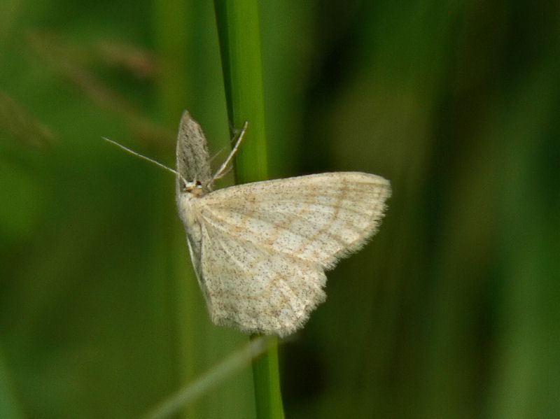 Blbrslvmtare - Scopula ternata - Smoky Wave