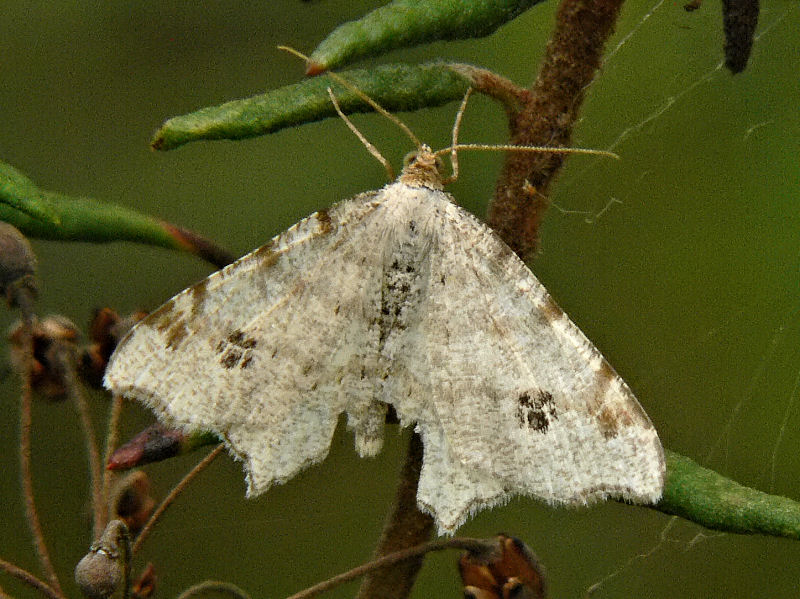 Pilbgmtare - Macaria notata - Peacock Moth