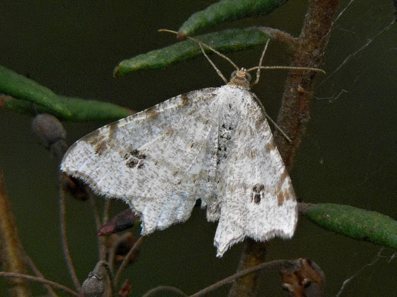 Pilbgmtare - Macaria notata - Peacock Moth