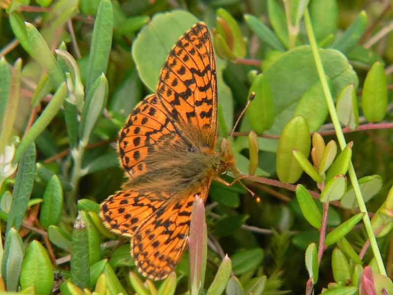 Myrprlemorfjril - Boloria aquilonaris - Cranberry Fritillary