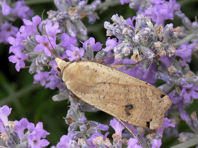 Allmnt bandfly - Noctua pronuba - Large Yellow underwing