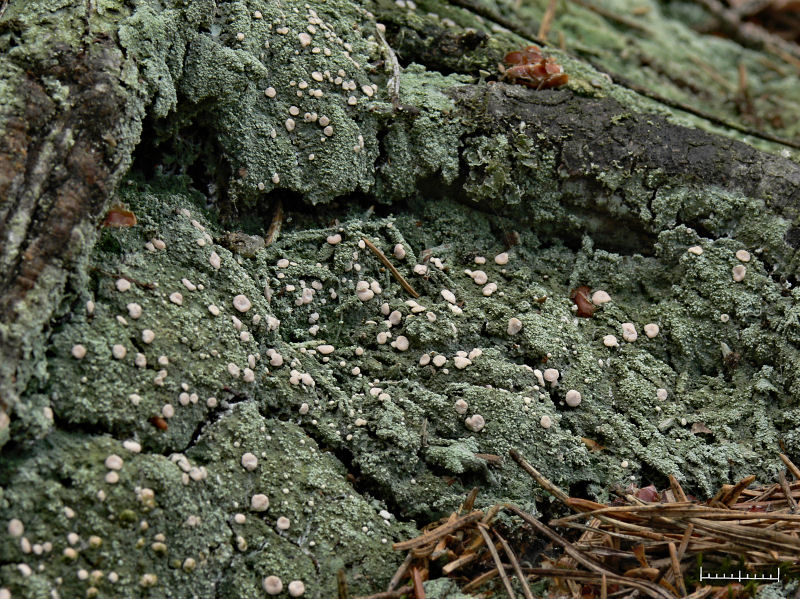 Vitmosslav - Icmadophila ericetorum - Candy Lichen or Spraypaint