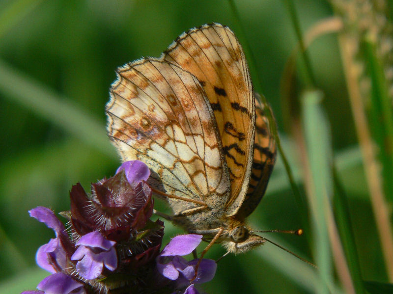 lggrsprlemorfjril - Brenthis ino - Lesser Marbled Fritillary