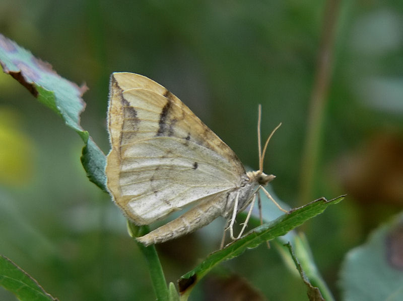 Blbrsparkmtare - Eulithis populata - Northern Spinach