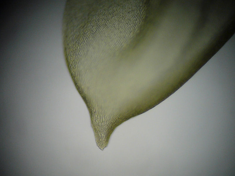 Vggmossa - Pleurozium schreberi - Red-stemmed Feather-moss