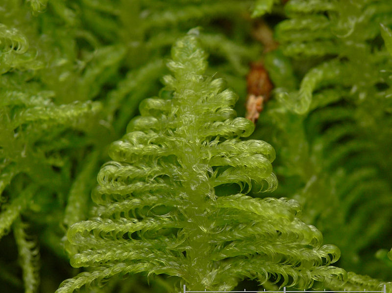 Ptilium crista-castrensis - Kammossa - Ostrich-plume Feather-moss