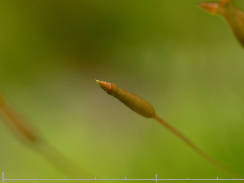 Tetraphis pellucida - Fyrtandsmossa - Pellucid Four-tooth Moss