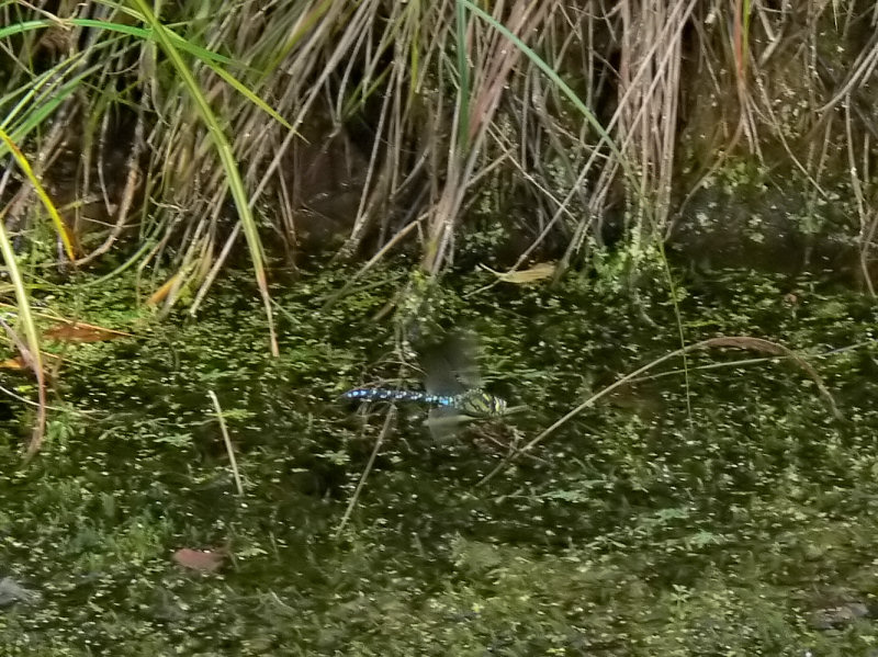 Blgrn mosaikslnda - Aeshna cyanea - Blue Hawker
