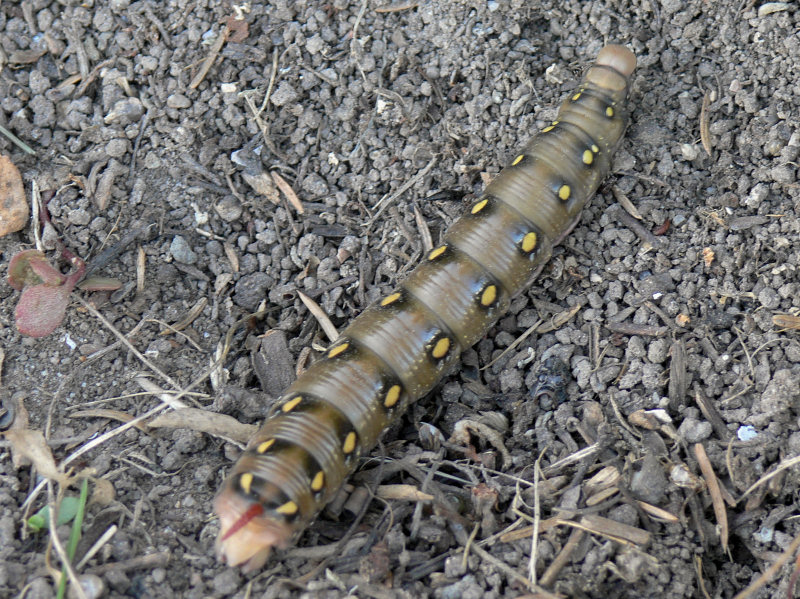 Brunsprtad skymningssvrmare - Hyles gallii - Bedstraw Hawk-moth