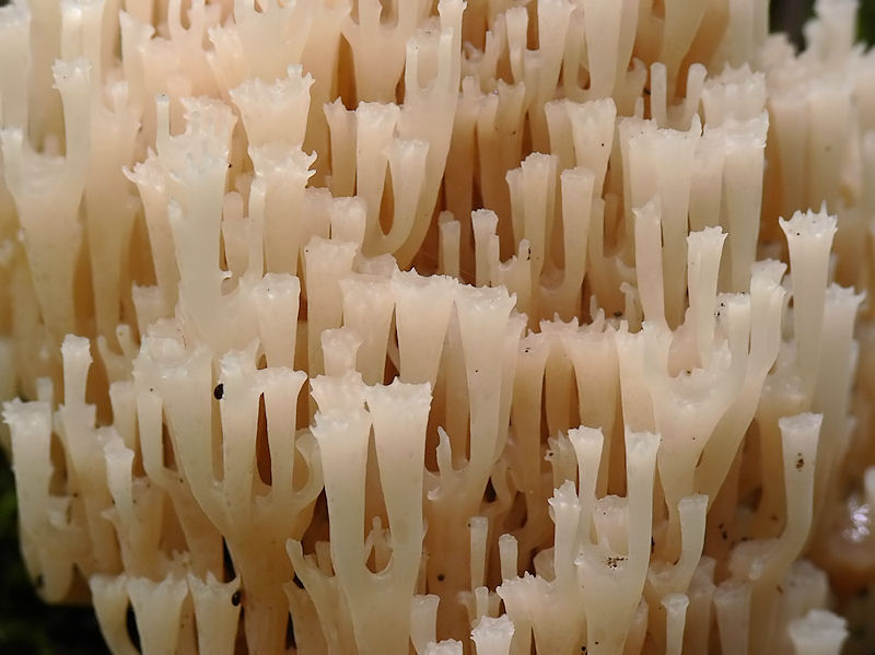 Kandelabersvamp - Artomyces pyxidatus (Clavicorona p.)