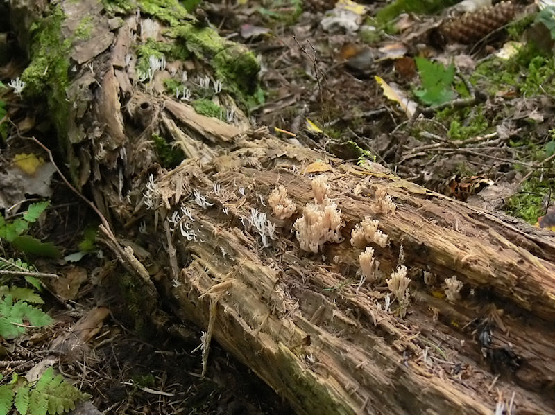 Vit vedfingersvamp och kandelabersvamp - Lentaria epichnoa och Artomyces pyxidatus