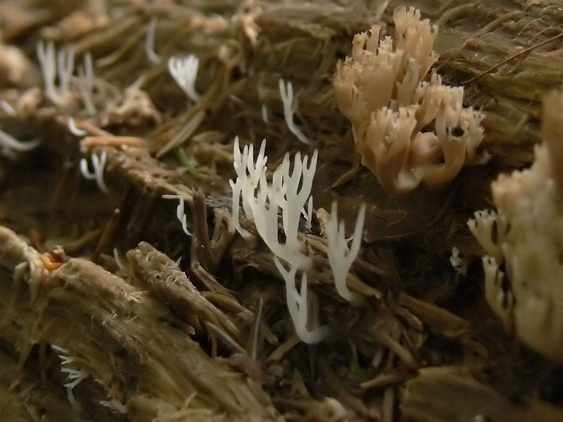 Vit vedfingersvamp och kandelabersvamp - Lentaria epichnoa och Artomyces pyxidatus