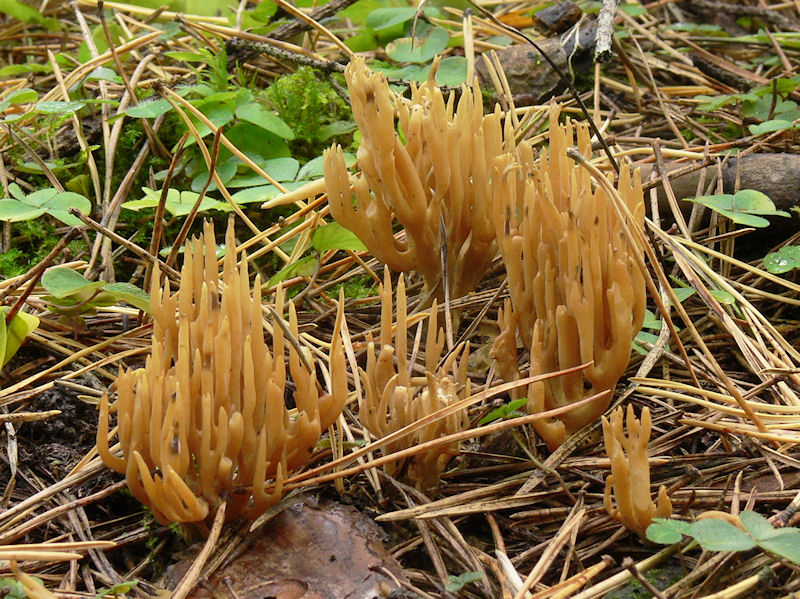 Granfingersvamp - Ramaria eumorpha