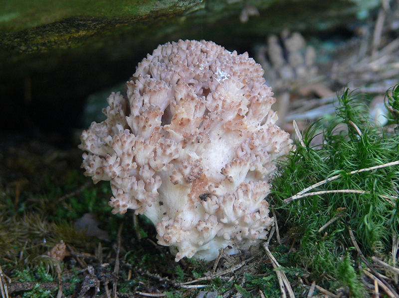 Druvfingersvamp - Ramaria botrytis