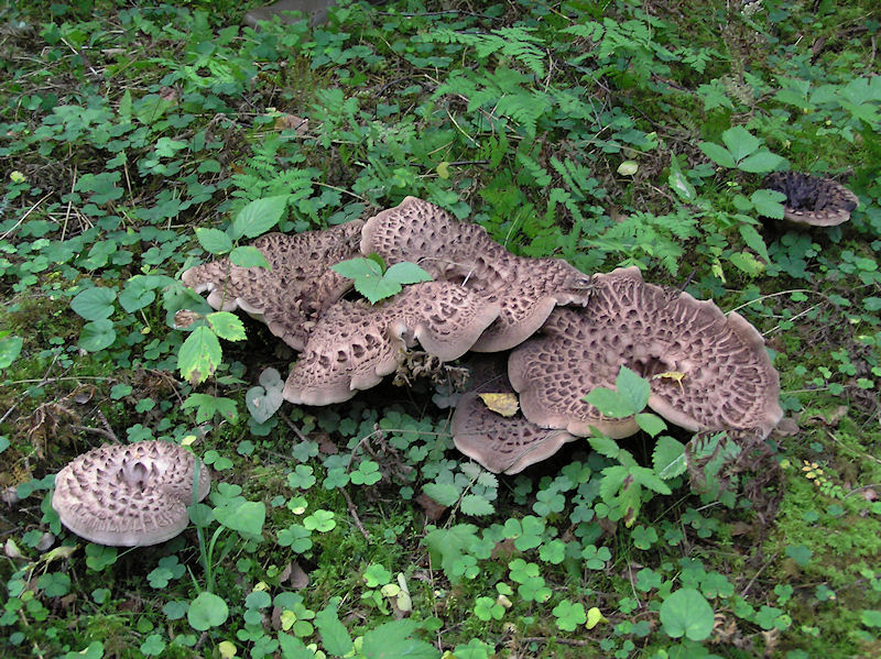 Fjllig taggsvamp - Sarcodon imbricatus