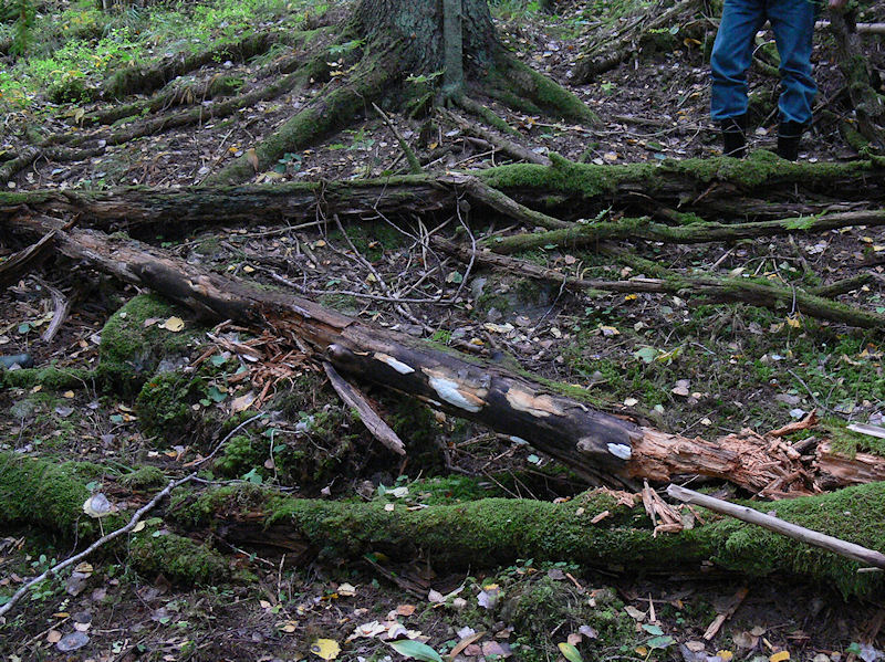 Veckticka - Antrodia pulvinascens