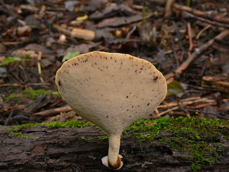Strumpticka - Polyporus varius