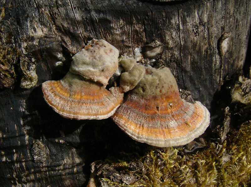 Zonticka - Trametes ochracea