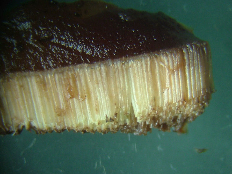 Oxtungsvamp - Fistulina hepatica - Beefsteak fungus