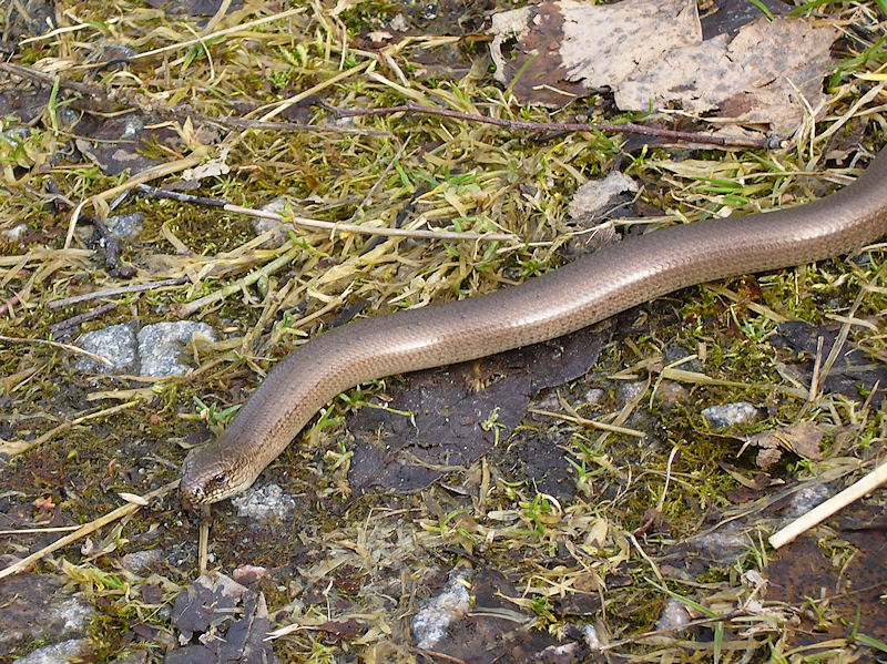 Koppardla - Anguis fragilis - Slow-worm